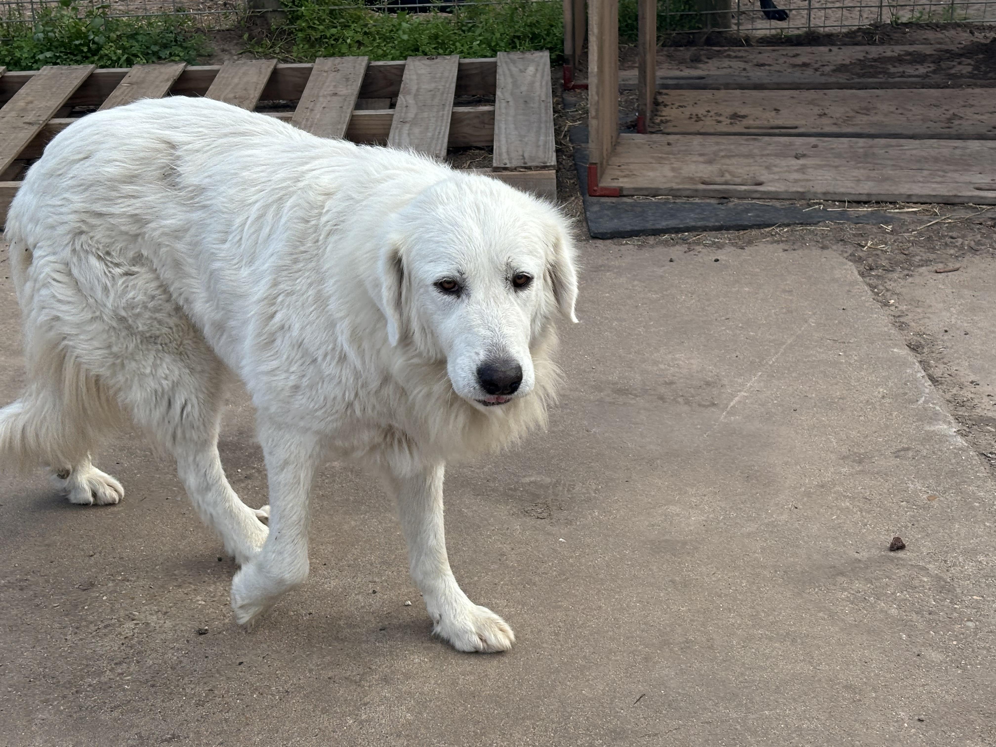 Enlarge Sassy , an adopted Great Pyrenees in Brazoria, TX image 5/6