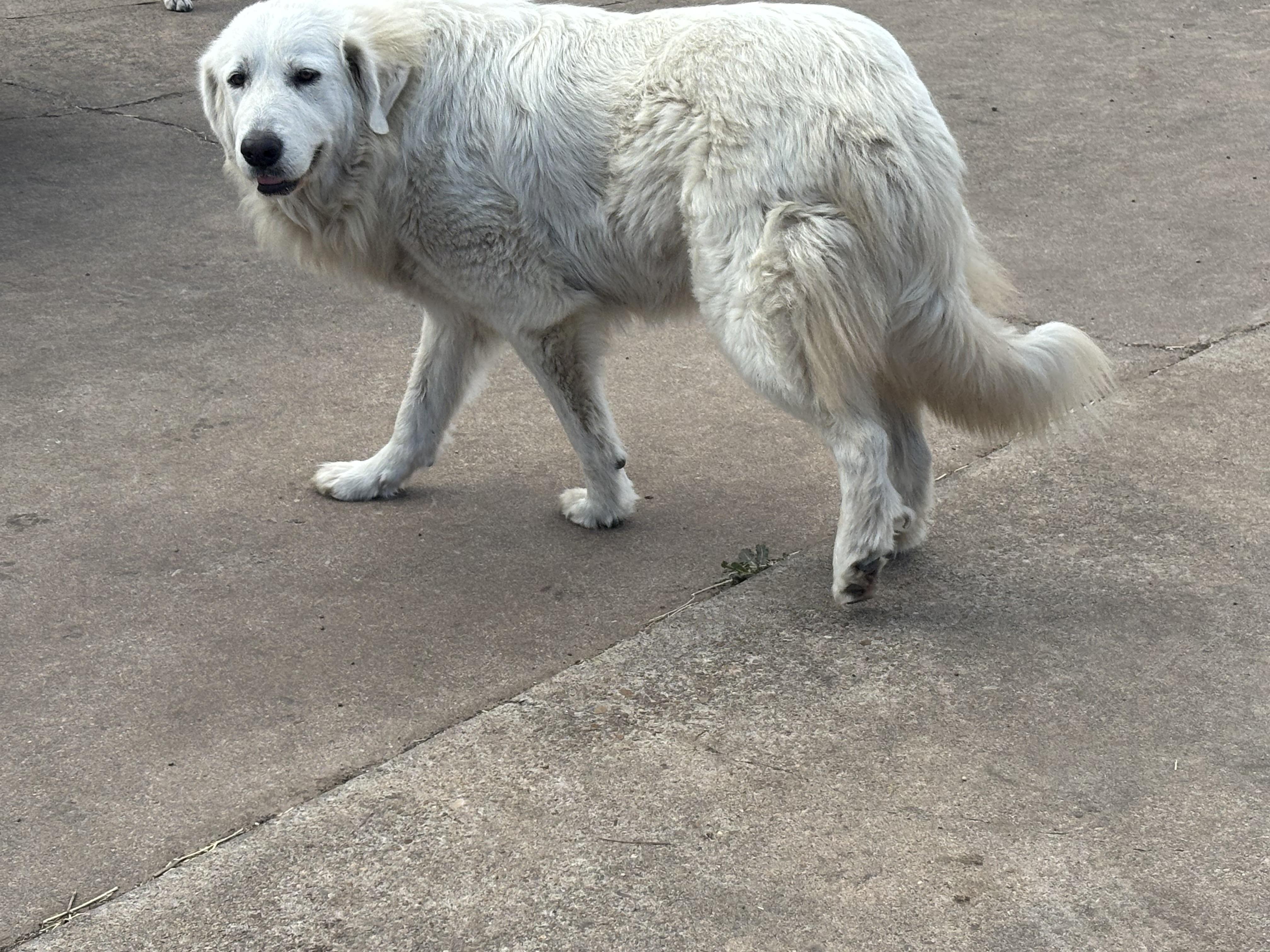 Enlarge Sassy , an adopted Great Pyrenees in Brazoria, TX image 6/6