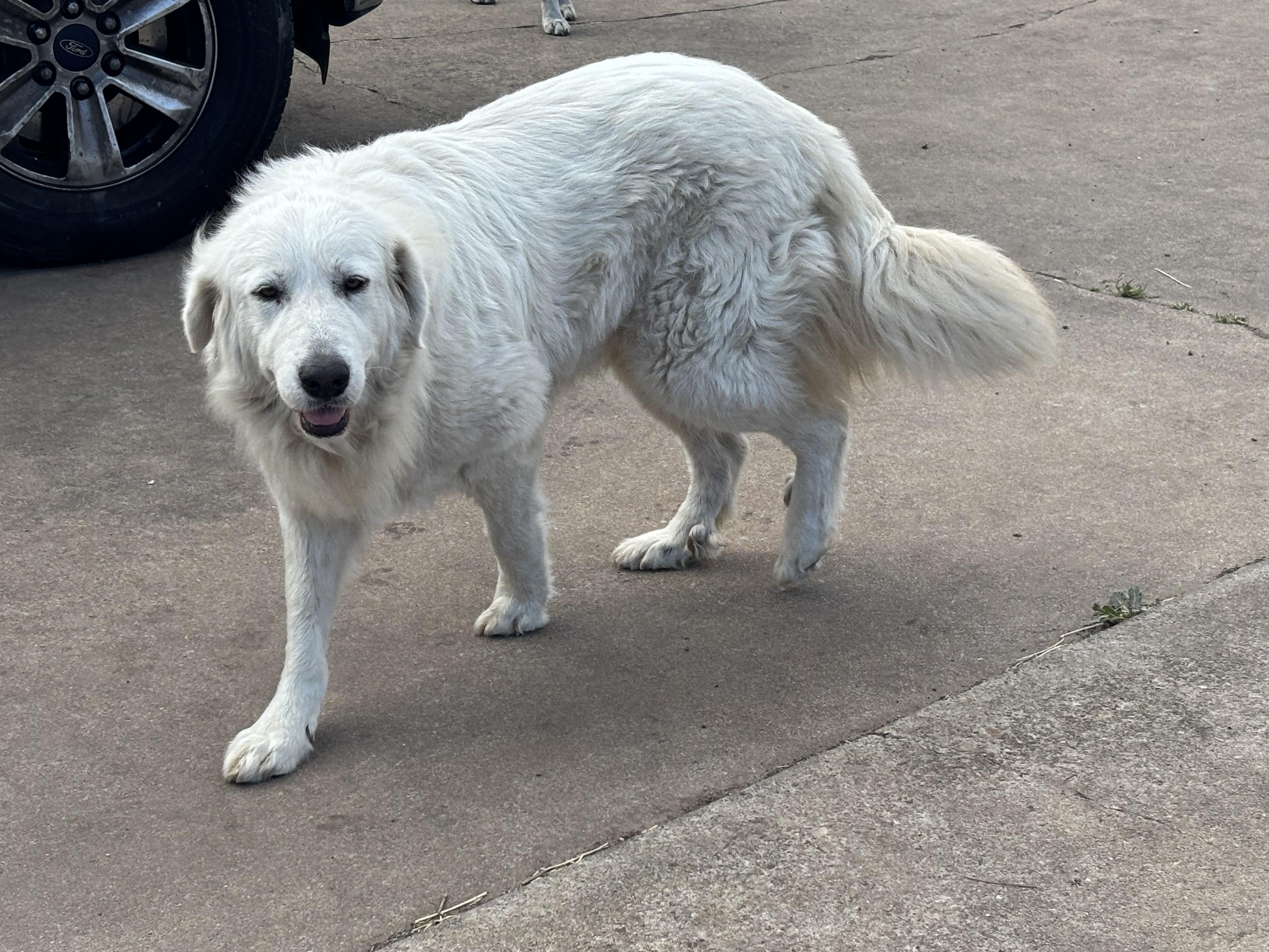 Enlarge Sassy , an adopted Great Pyrenees in Brazoria, TX image 4/6