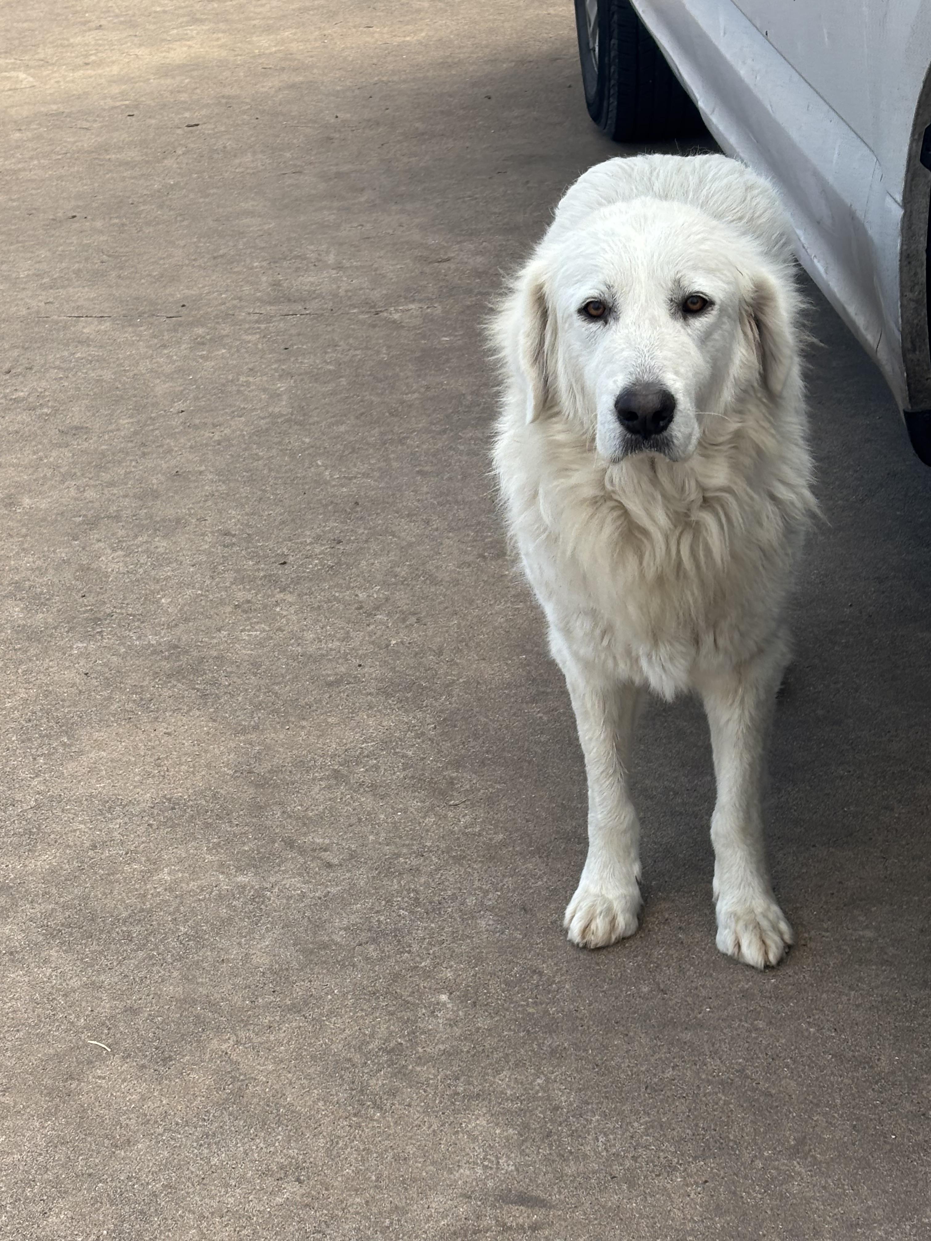 Enlarge Sassy , an adopted Great Pyrenees in Brazoria, TX image 3/6