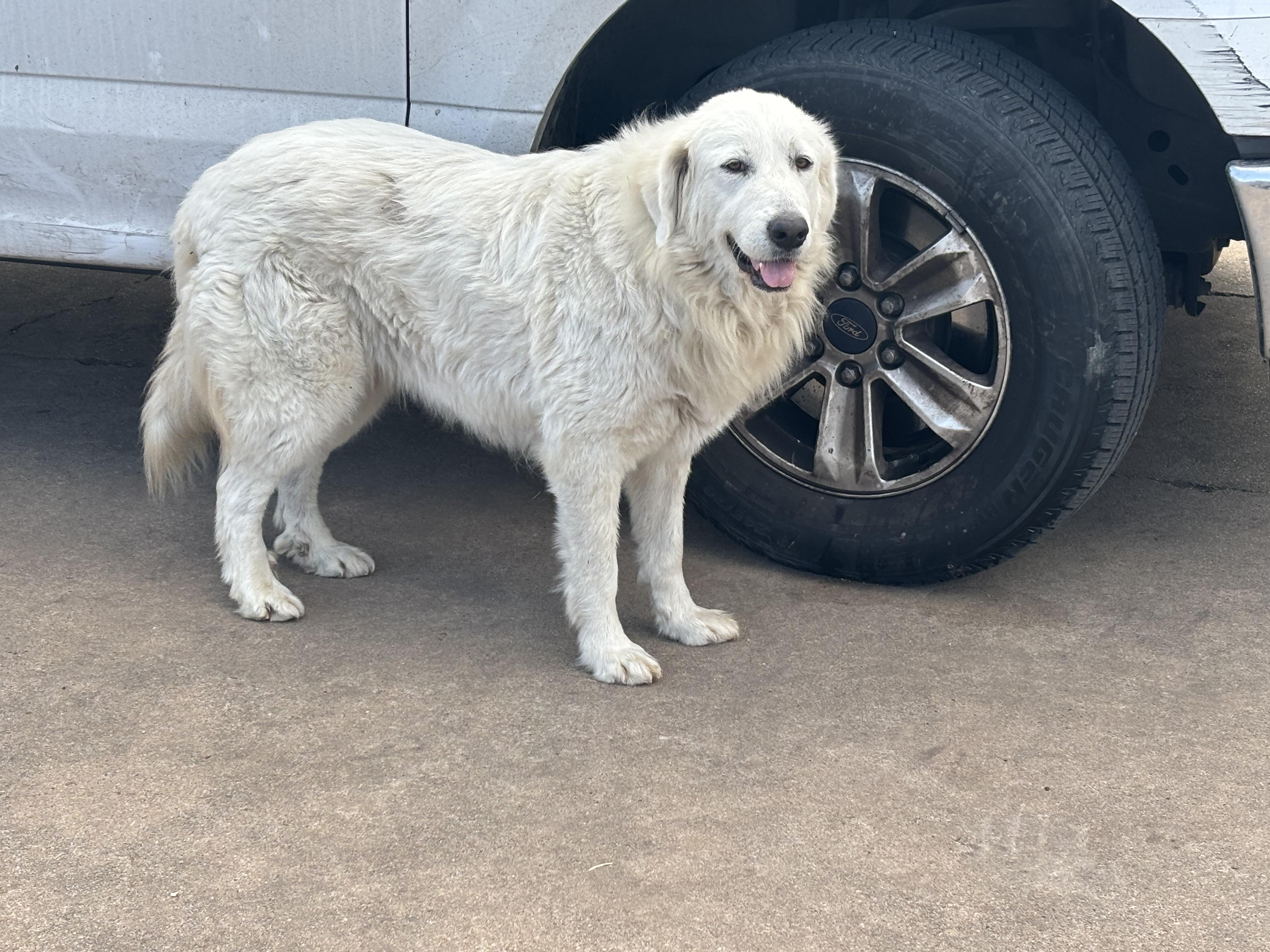 Enlarge Sassy , an adopted Great Pyrenees in Brazoria, TX image 2/6