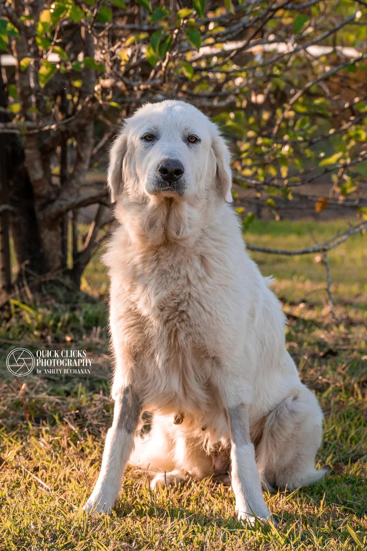 Enlarge Sassy , an adopted Great Pyrenees in Brazoria, TX image 1/6