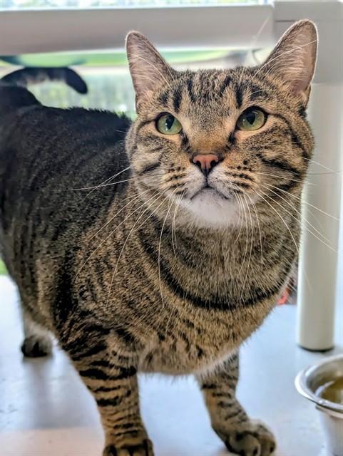 LISA, Adoptable, Adult Female Domestic Short Hair.