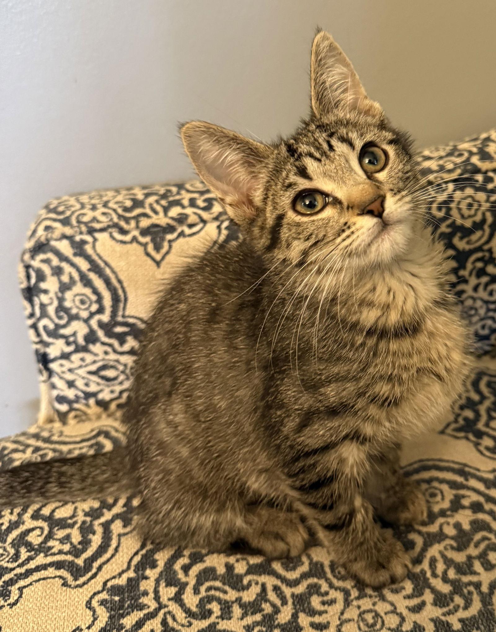 Garnet, Adoptable, Kitten Female Domestic Short Hair & Tabby.