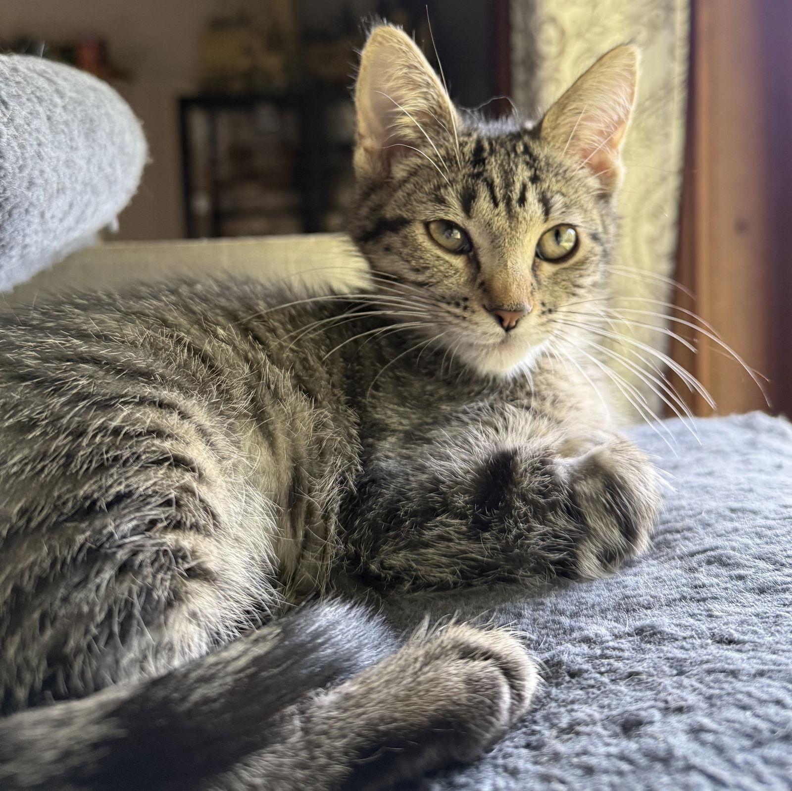 Enlarge Garnet, a Adoptable mixed breed in Forest Lake, MN image 2/2