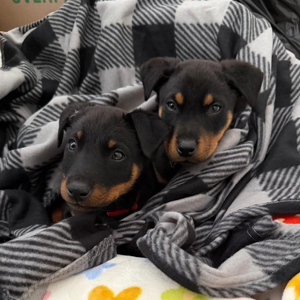 Blizzard, Adoptable, Young Male Rottweiler & Mixed Breed.