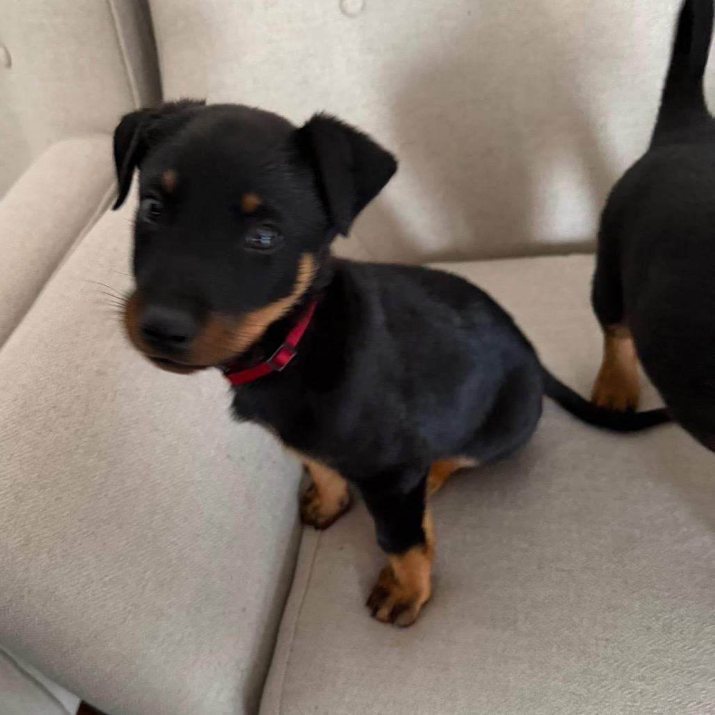 Enlarge Blizzard, a Adoptable mixed breed in Allen, TX image 4/6
