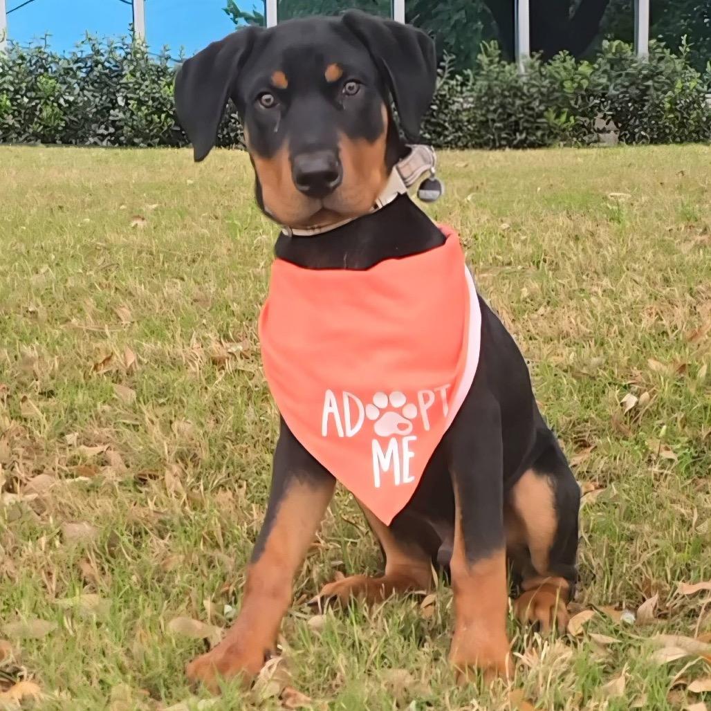 Enlarge Blizzard, a Adoptable mixed breed in Allen, TX image 5/6