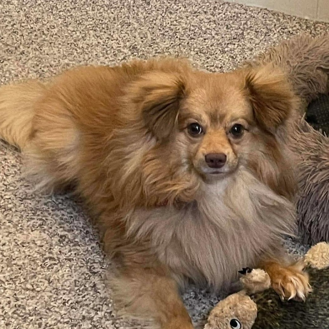 Bear, Adoptable, Young Male Pomeranian & Poodle.