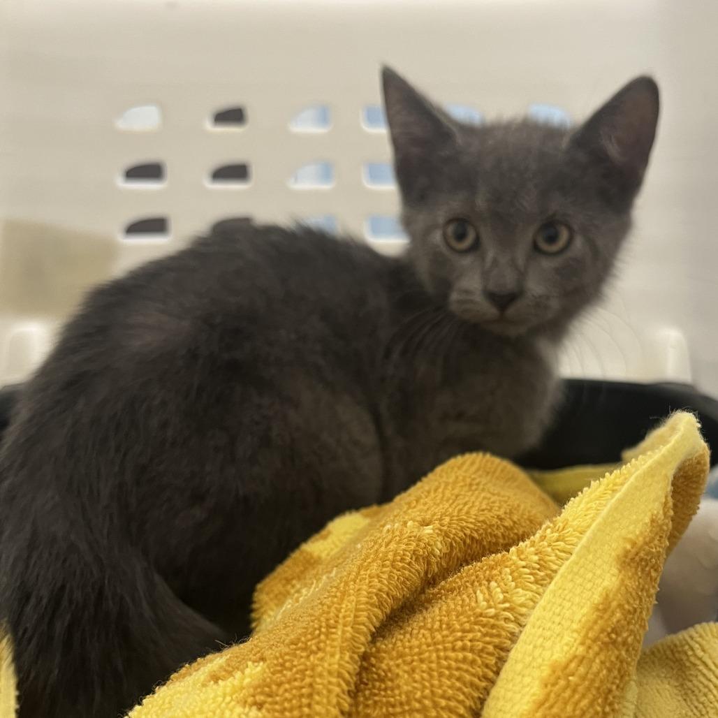 Enlarge Nixie, a Adoptable Domestic Short Hair in Oak Park, IL image 1/2