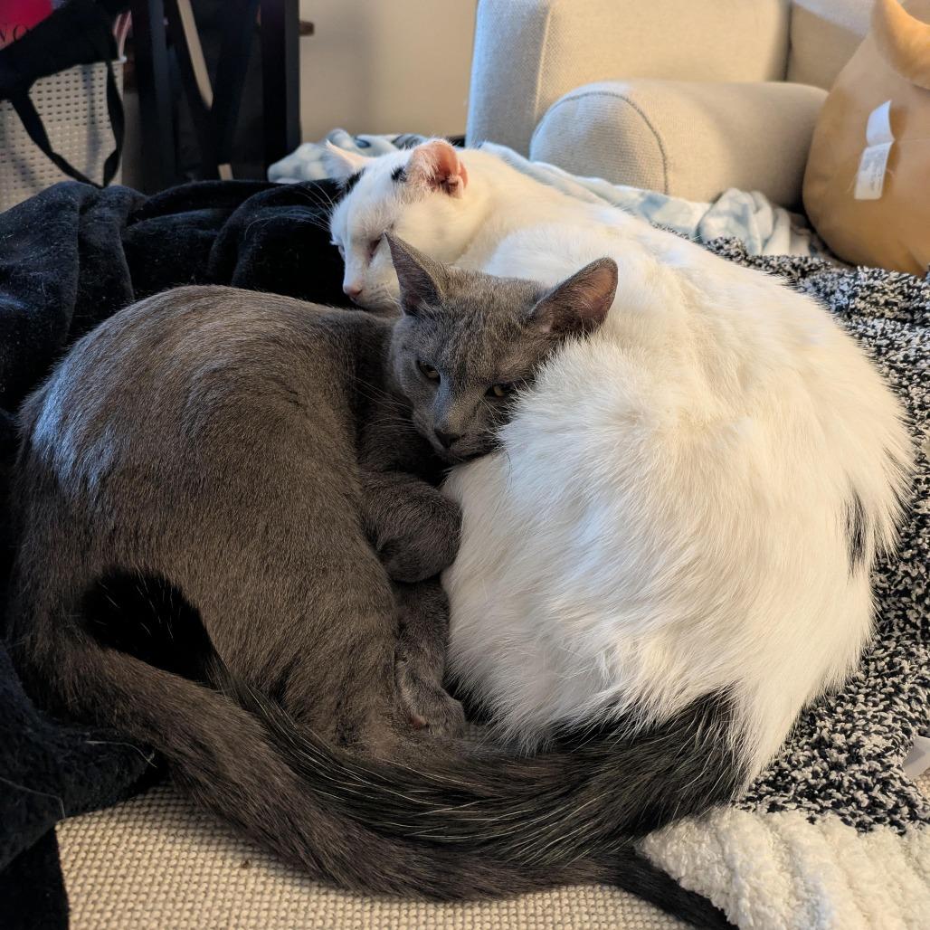 Enlarge Nixie, a Adoptable Domestic Short Hair in Oak Park, IL image 2/4