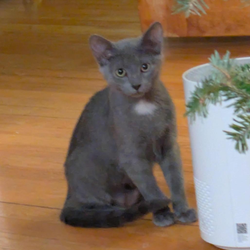 Enlarge Nixie, a Adoptable Domestic Short Hair in Oak Park, IL image 2/2