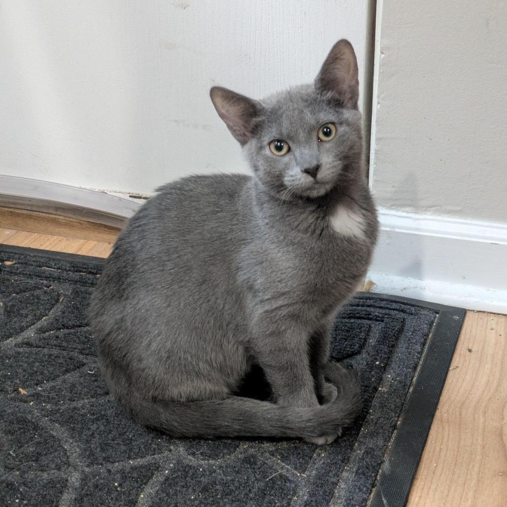 Enlarge Nixie, a Adoptable Domestic Short Hair in Oak Park, IL image 4/4