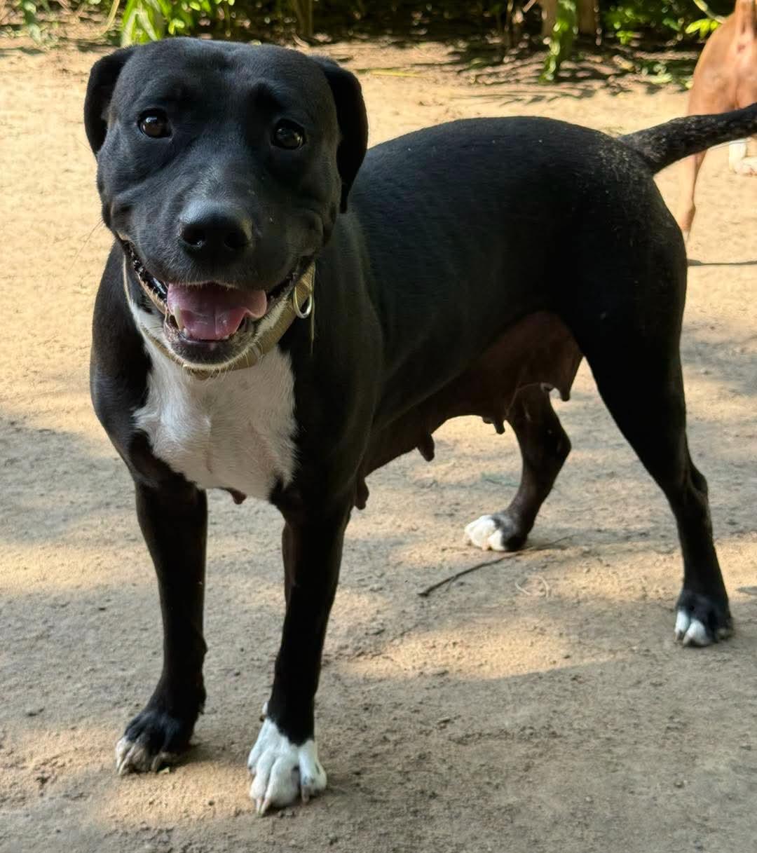 Enlarge Jury, a Adoptable mixed breed in Grand Island, NE image 3/4
