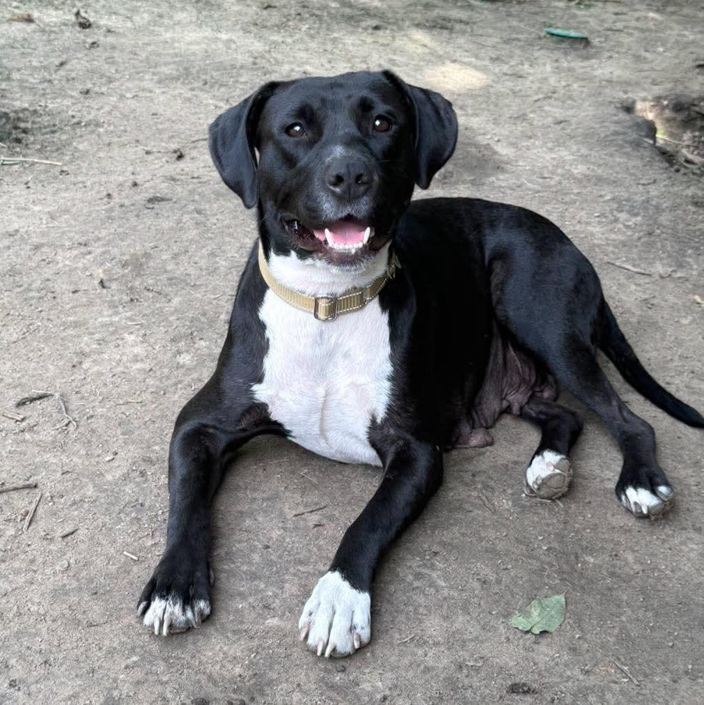 Enlarge Jury, a Adoptable mixed breed in Grand Island, NE image 1/4