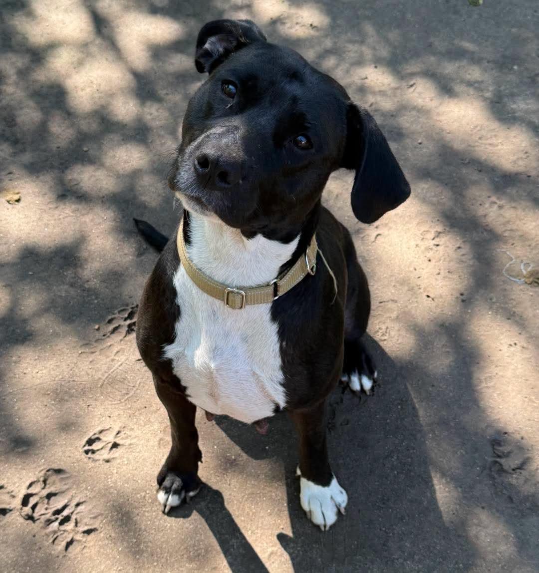 Enlarge Jury, a Adoptable mixed breed in Grand Island, NE image 4/4