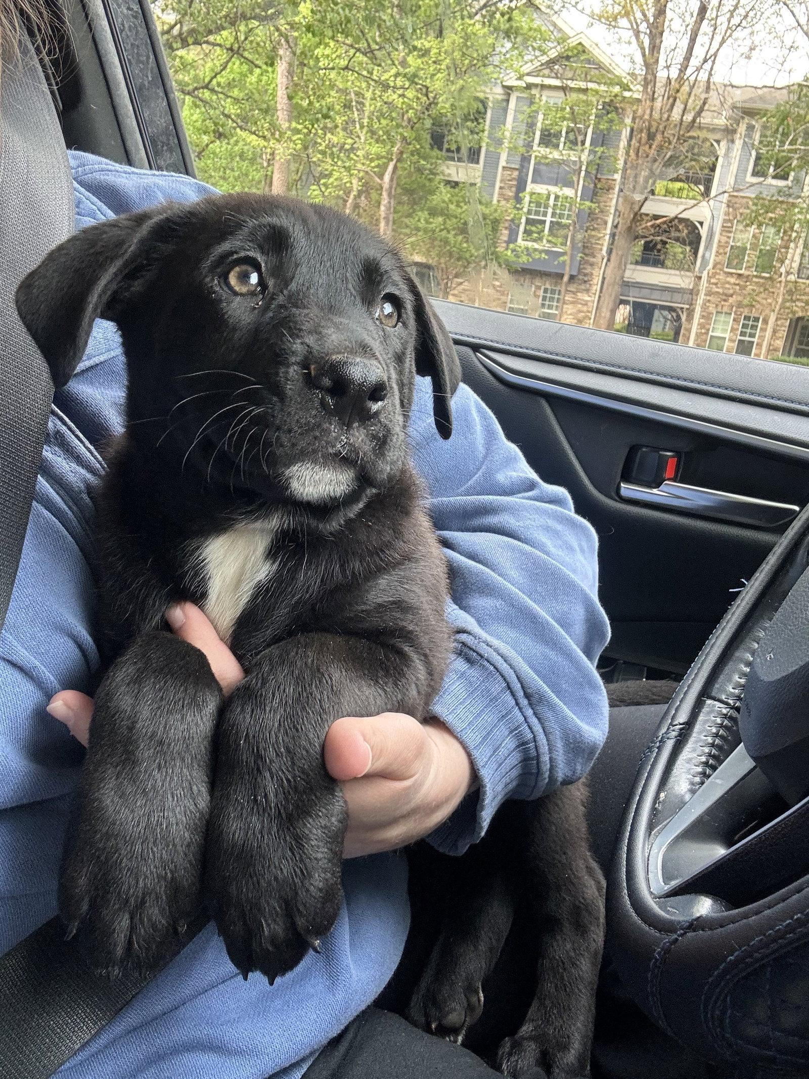 Gouda, Adoptable, Puppy Female Labrador Retriever.