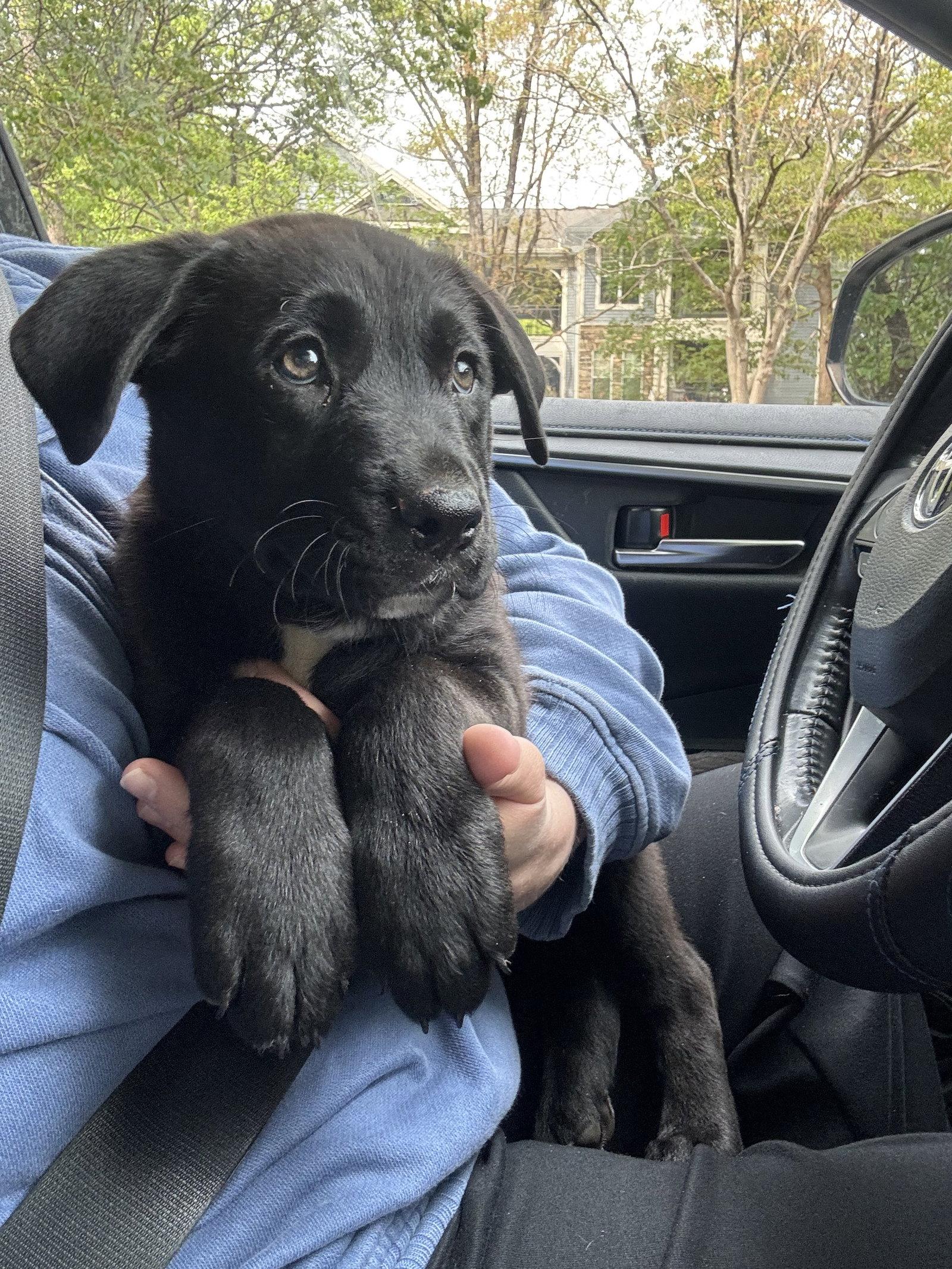 Enlarge Gouda, a Adoptable Labrador Retriever in Garner, NC image 2/2