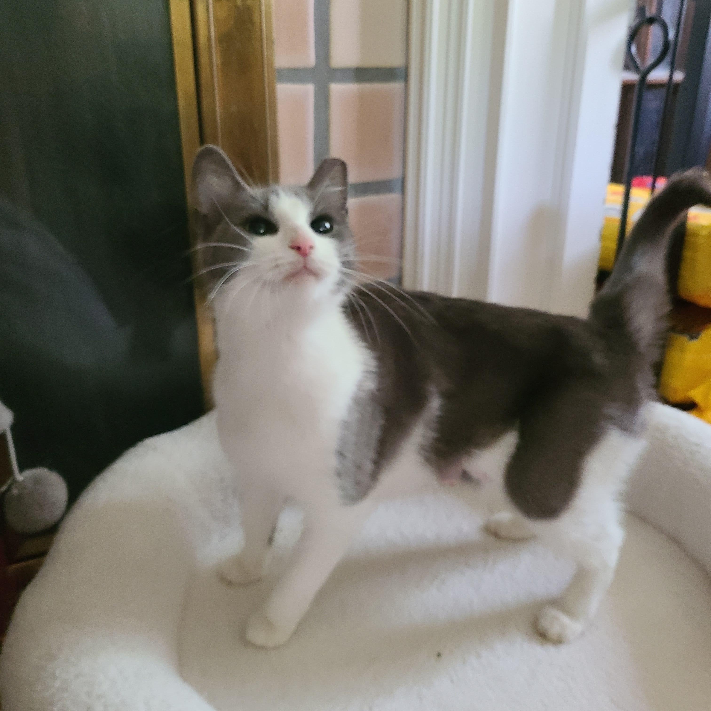 Lovely Lexie - Adoption Pending, Adopted, Young Female Tuxedo & Domestic Short Hair.