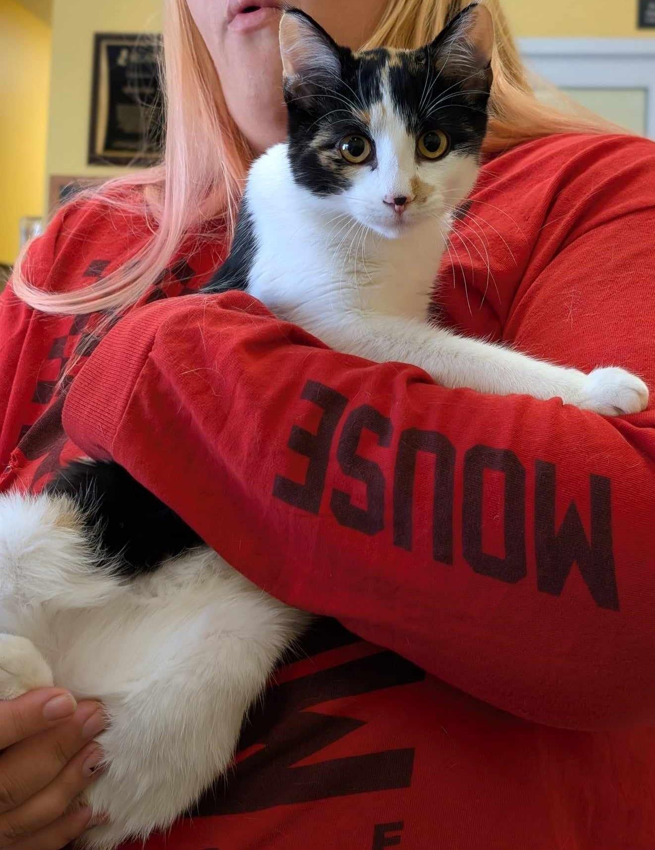 Calloway, a Adoptable Domestic Short Hair in La Harpe, KS image 1/3