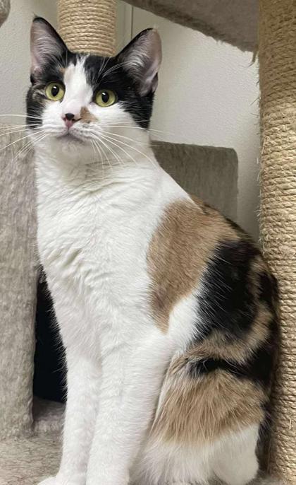 Calloway, a Adoptable Domestic Short Hair in La Harpe, KS image 2/3