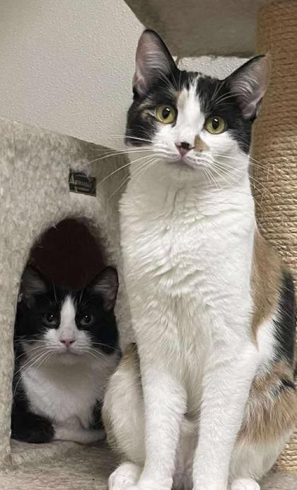 Calloway, a Adoptable Domestic Short Hair in La Harpe, KS image 3/3