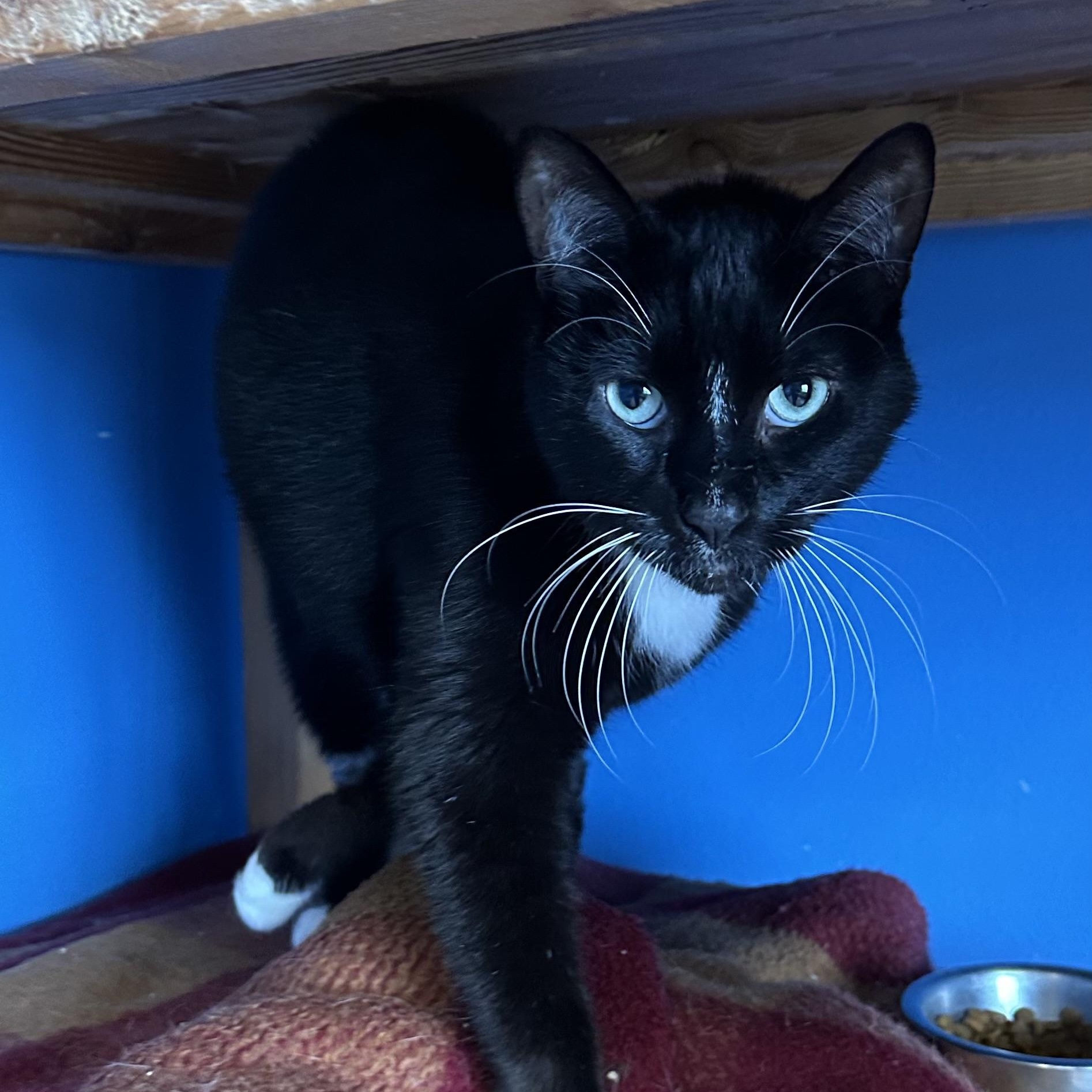 Ajax, an adoptable Siamese, Domestic Short Hair in Brookings, SD, 57006 | Photo Image 2