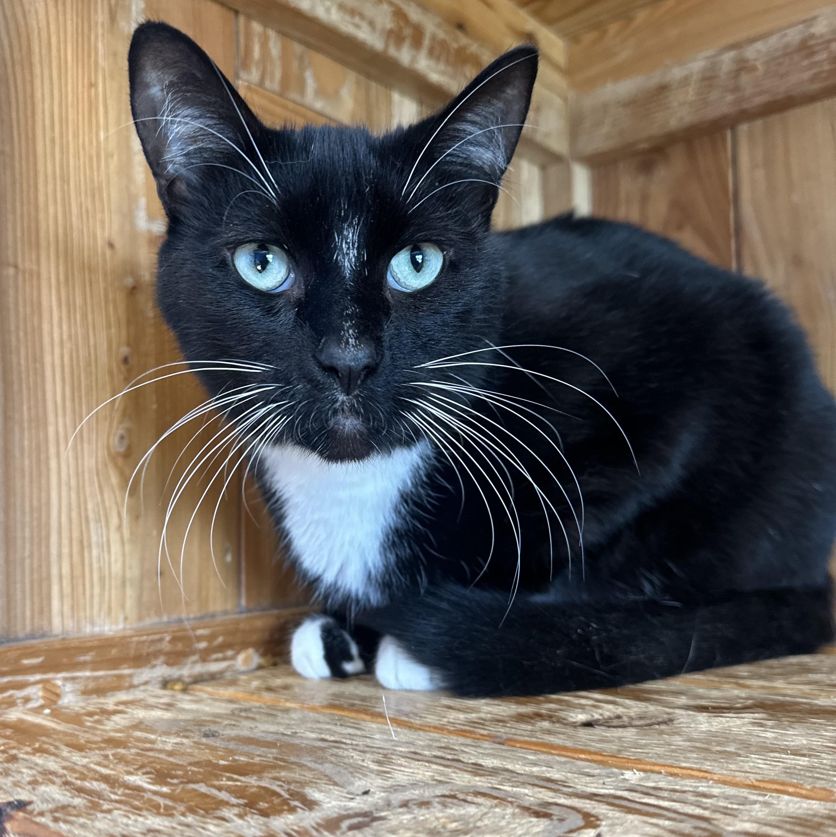 Ajax, an adoptable Siamese, Domestic Short Hair in Brookings, SD, 57006 | Photo Image 1
