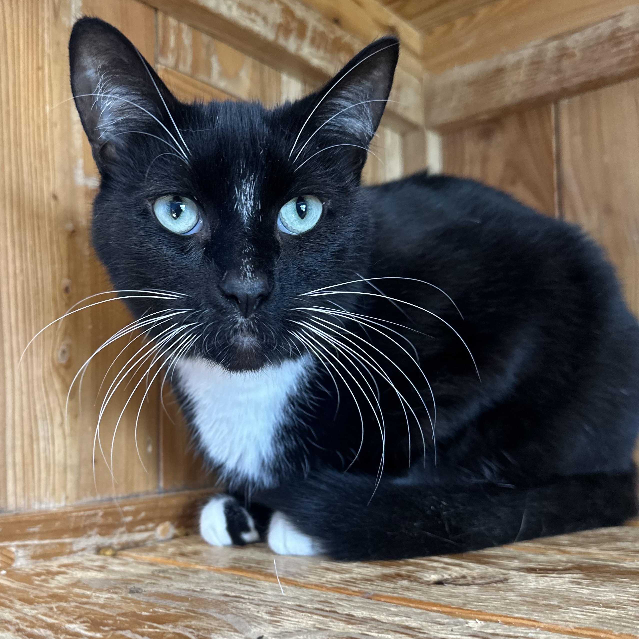 Ajax, an adoptable Siamese, Domestic Short Hair in Brookings, SD, 57006 | Photo Image 1