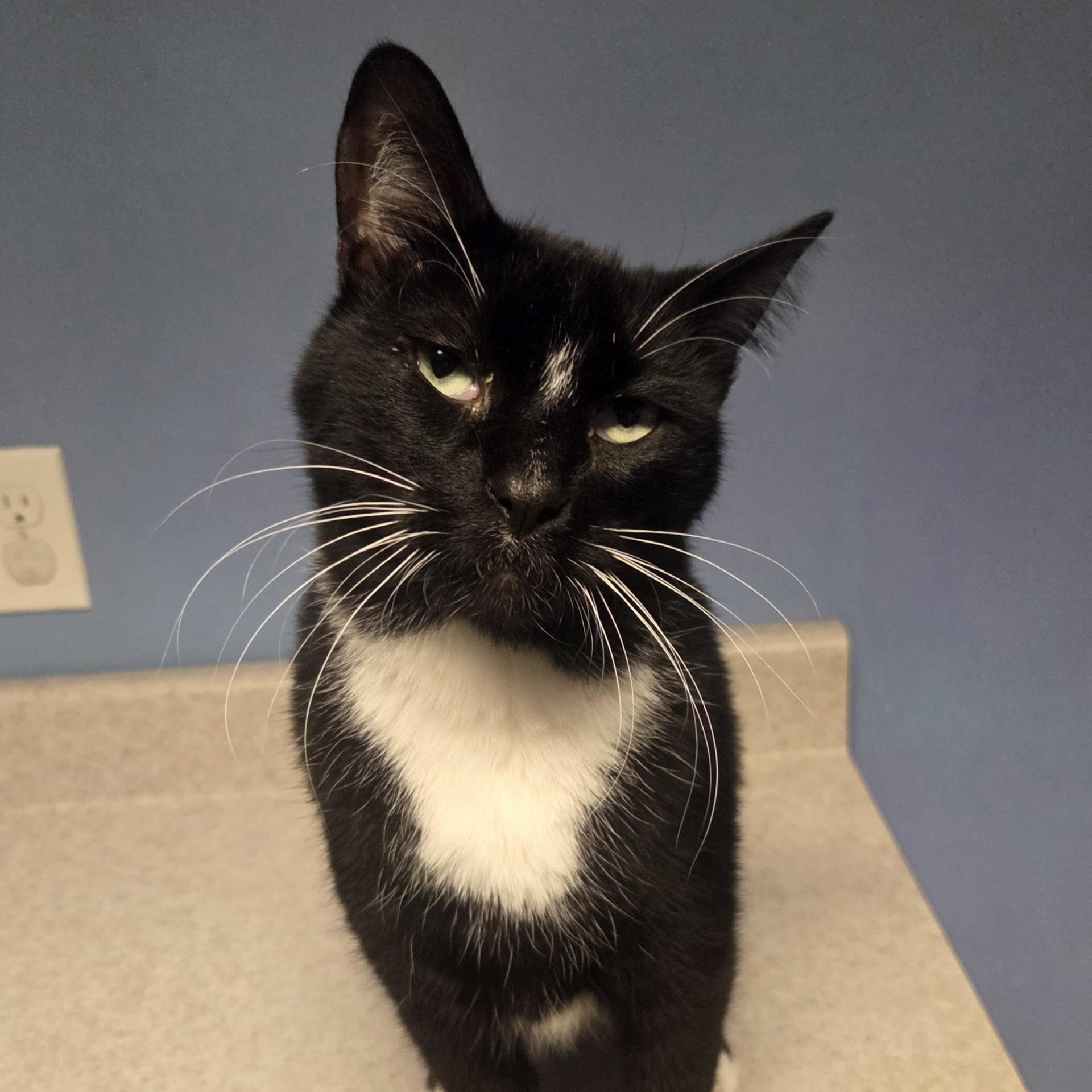 Ajax, an adoptable Siamese, Domestic Short Hair in Brookings, SD, 57006 | Photo Image 2