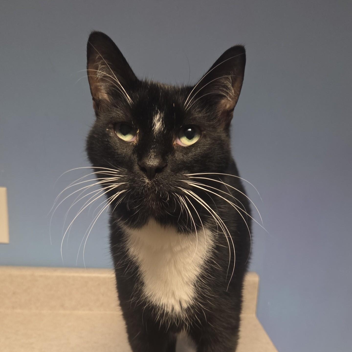 Ajax, an adoptable Siamese, Domestic Short Hair in Brookings, SD, 57006 | Photo Image 1
