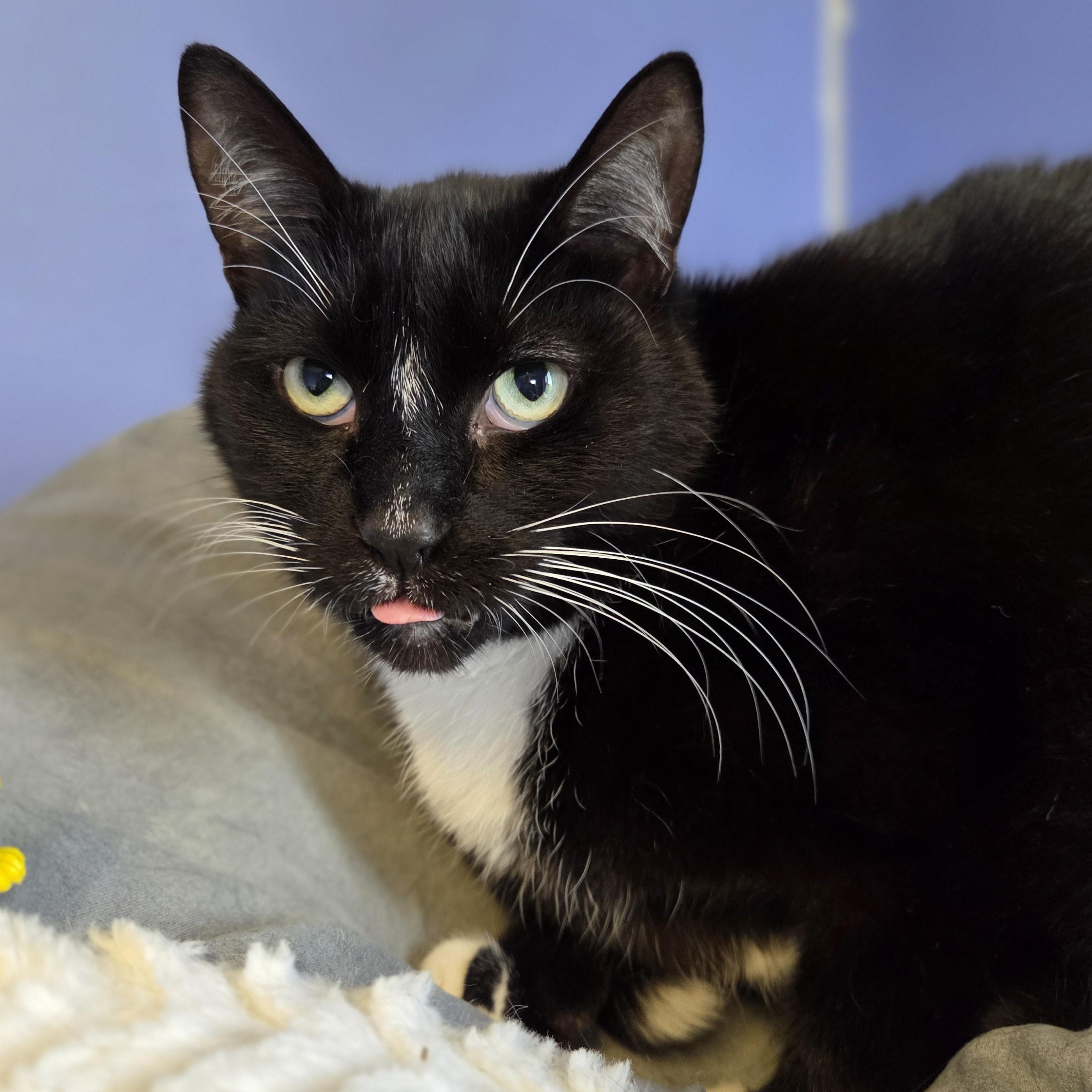 Ajax, a Adoptable mixed breed in Brookings, SD image 2/2