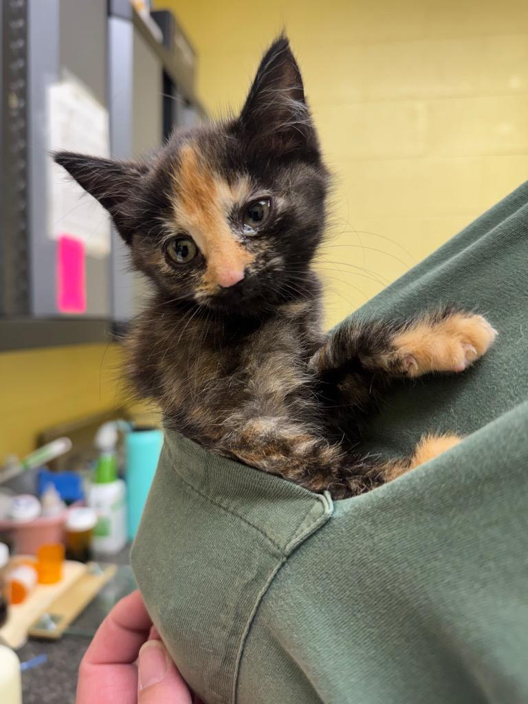 Enlarge Twix, a Adoptable mixed breed in Crossville, TN image 1/1