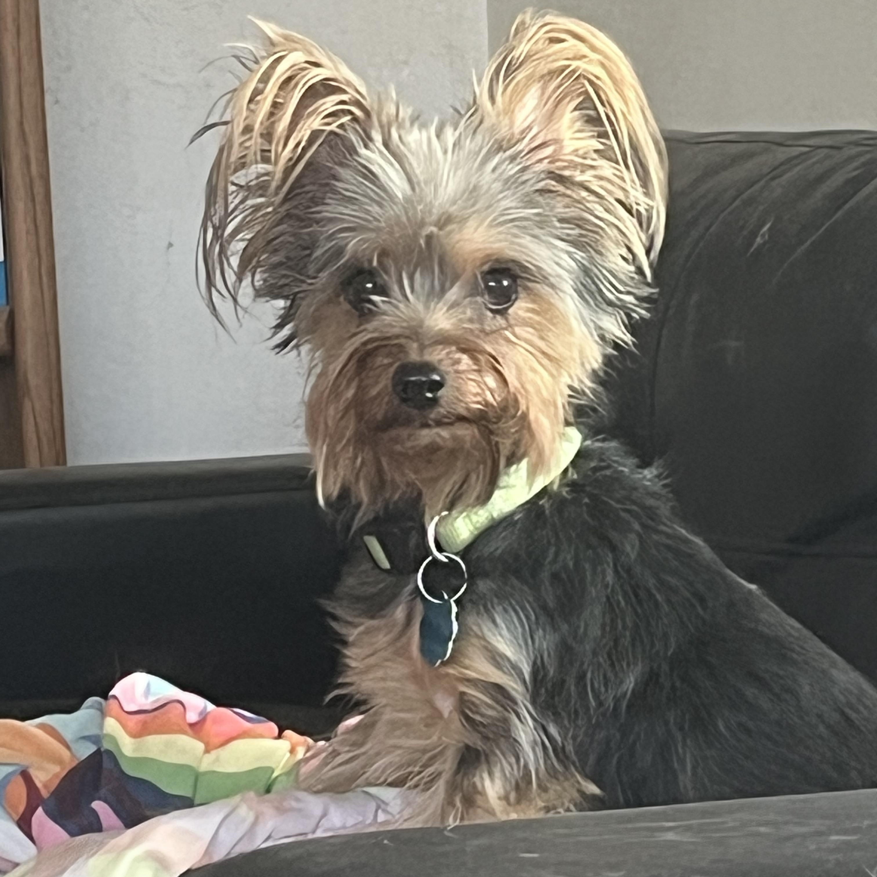 Enlarge Olivia, a Adoptable Yorkshire Terrier in Longmont, CO image 1/1