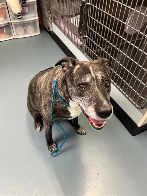 SPIRIT, Adoptable, Adult Female Boxer & Labrador Retriever.