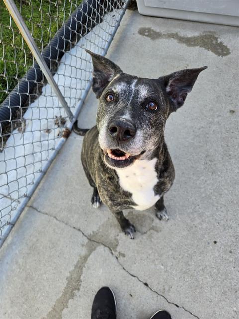 SPIRIT, Adoptable, Adult Female Boxer & Labrador Retriever.