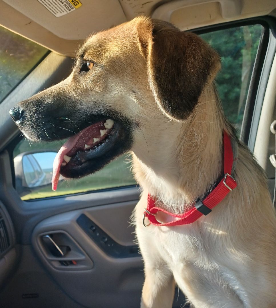 Vidalia (Dalia)(Dilly Dally), a Adoptable Anatolian Shepherd in Chattanooga, TN image 1/12