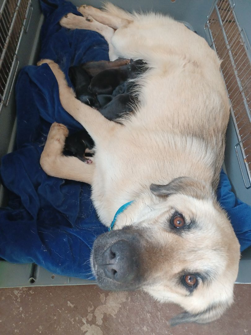 Vidalia (Dalia)(Dilly Dally), a Adoptable Anatolian Shepherd in Chattanooga, TN image 2/12