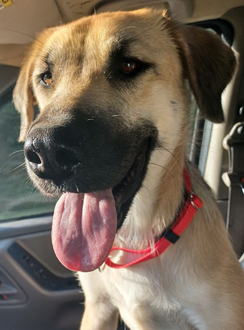 Vidalia (Dalia)(Dilly Dally), a Adoptable Anatolian Shepherd in Chattanooga, TN image 3/12