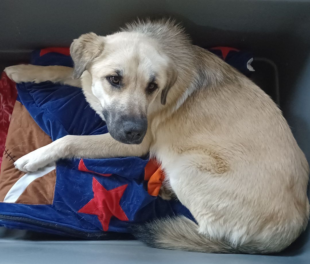 Vidalia (Dalia)(Dilly Dally), a Adoptable Anatolian Shepherd in Chattanooga, TN image 4/12