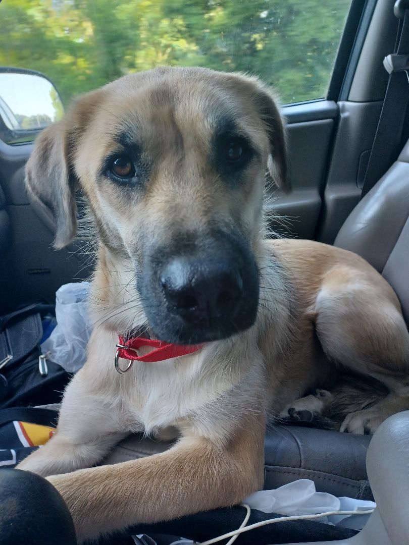 Vidalia (Dalia)(Dilly Dally), a Adoptable Anatolian Shepherd in Chattanooga, TN image 5/12