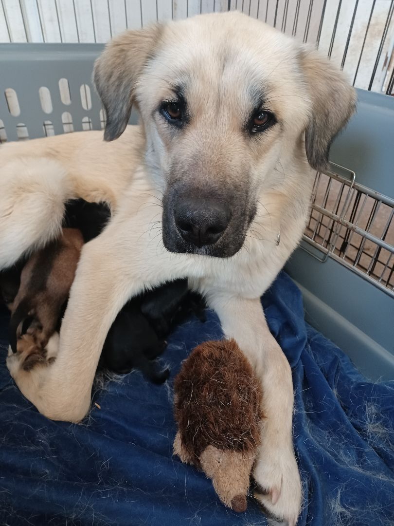 Vidalia (Dalia)(Dilly Dally), a Adoptable Anatolian Shepherd in Chattanooga, TN image 6/12