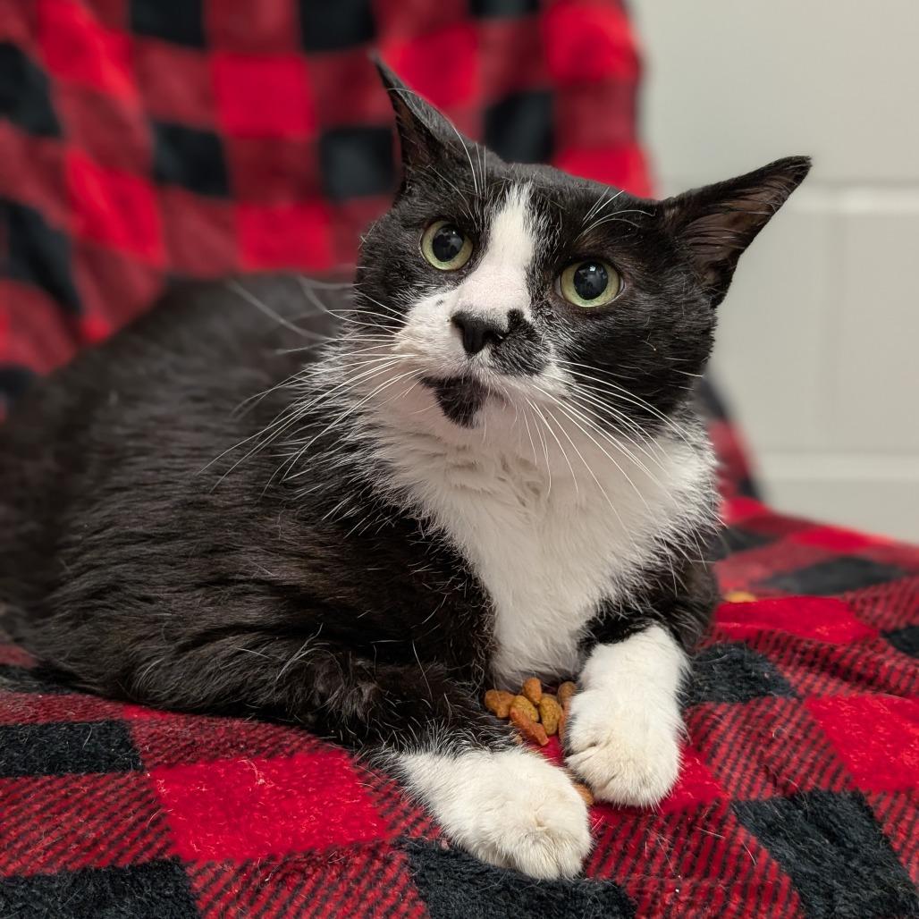 Oreo, Adoptable, Senior Male Domestic Short Hair.