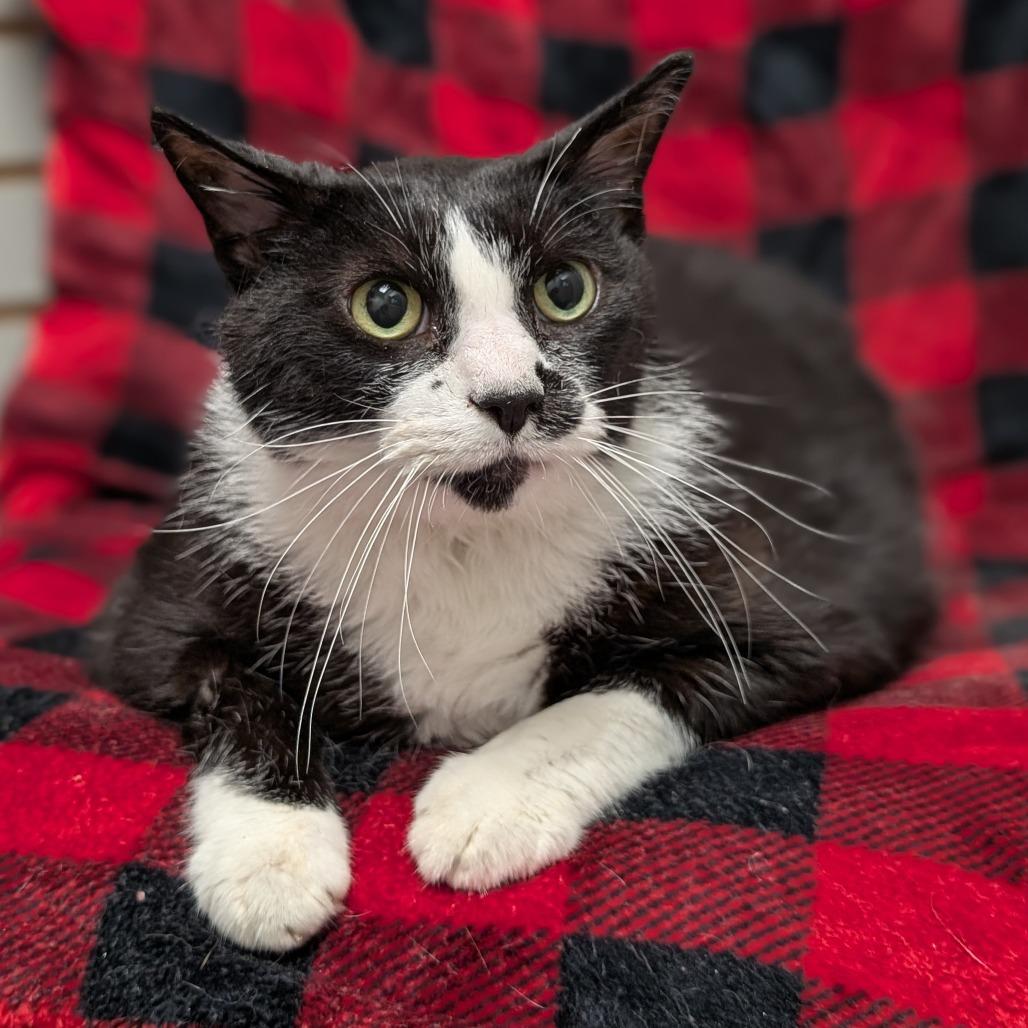Enlarge Oreo, a Adoptable Domestic Short Hair in Brookfield, WI image 2/4