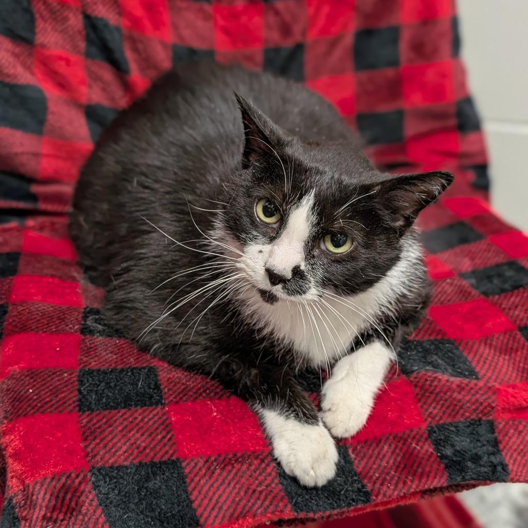 Enlarge Oreo, a Adoptable Domestic Short Hair in Brookfield, WI image 3/4