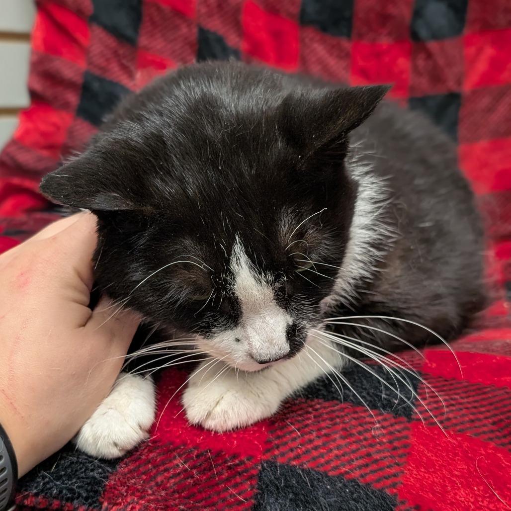 Enlarge Oreo, a Adoptable Domestic Short Hair in Brookfield, WI image 4/4