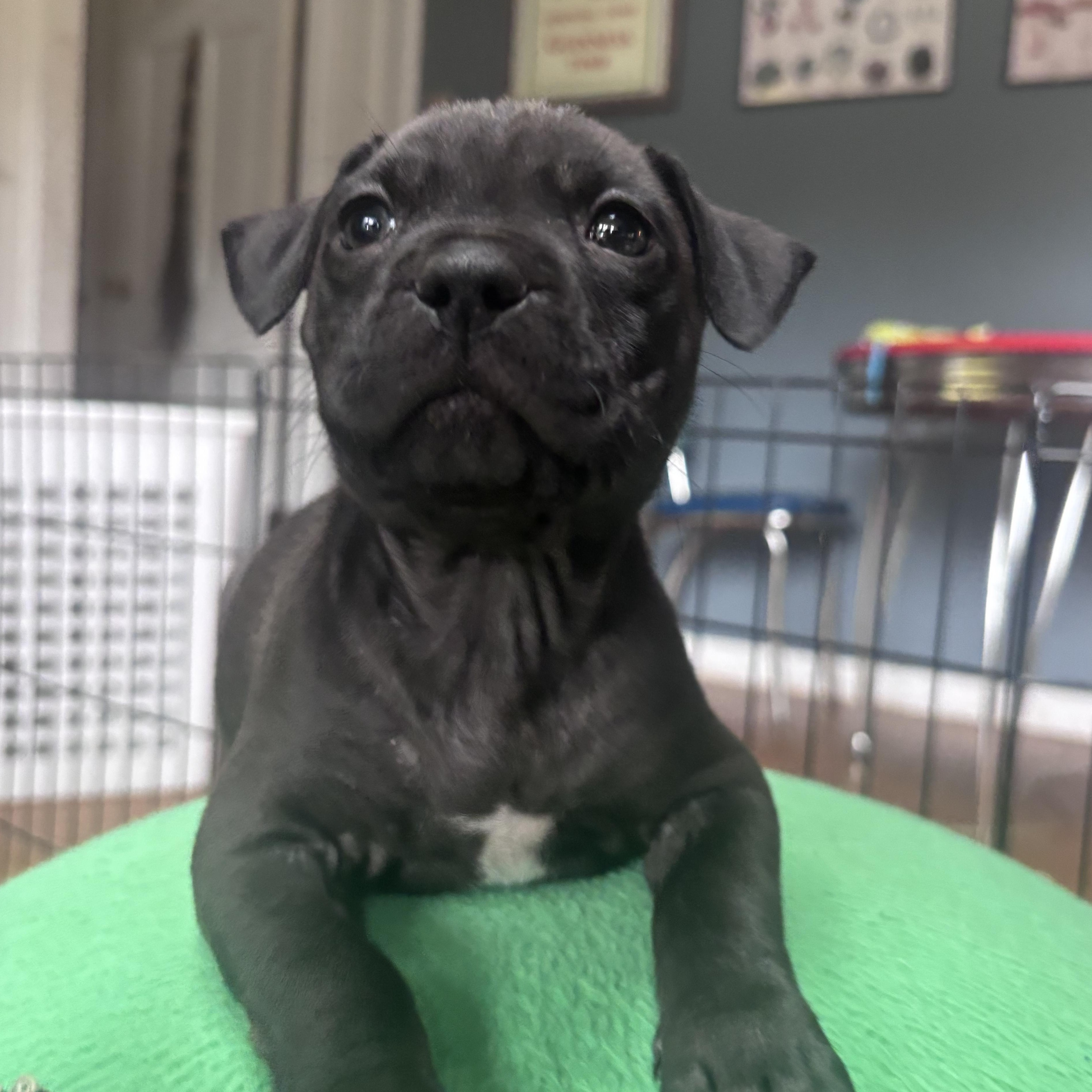 Enlarge Porky Rascals - Local Pup, a Adoptable mixed breed in Andover, MA image 2/3