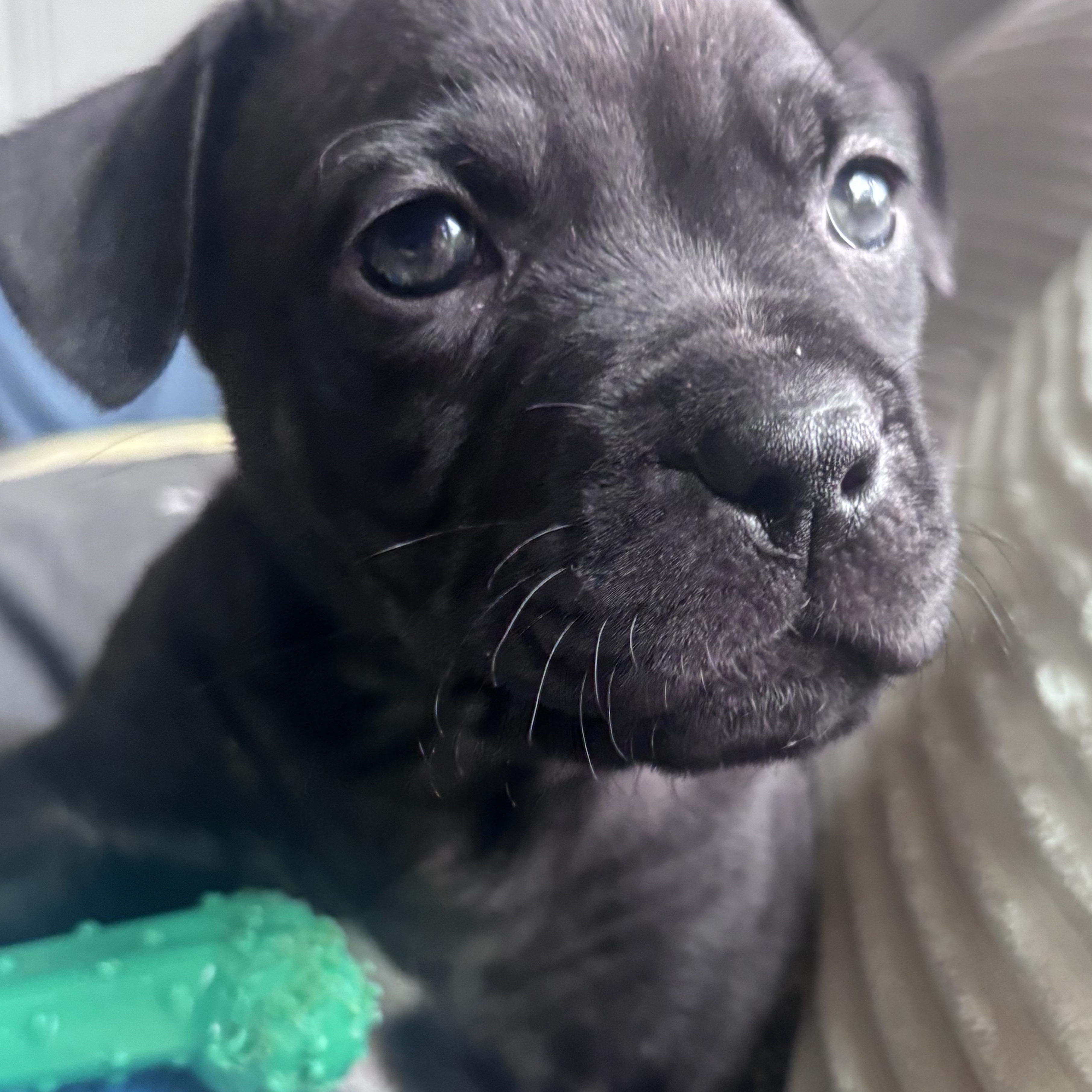 Enlarge Porky Rascals - Local Pup, a Adoptable mixed breed in Andover, MA image 1/3