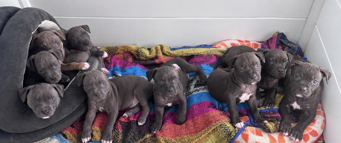 Enlarge Porky Rascals - Local Pup, a Adoptable mixed breed in Andover, MA image 3/3