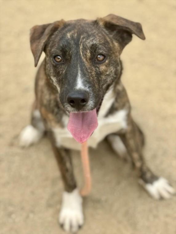 Enlarge MIMI, a Adoptable mixed breed in Los Angeles, CA image 1/1